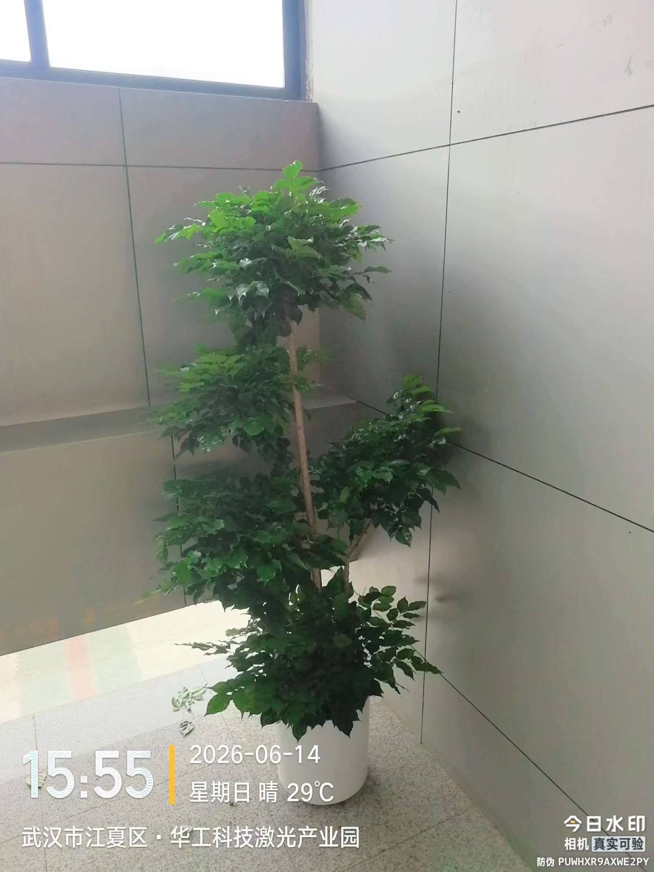 长期绿化托管养护