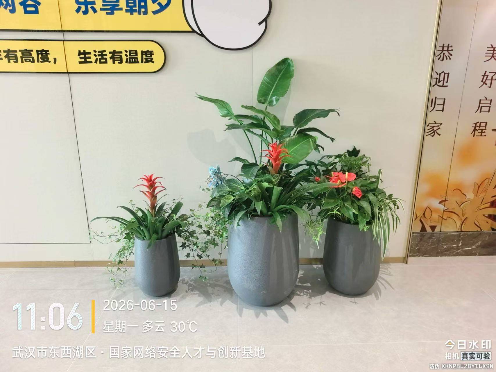 苗木花卉物资供应