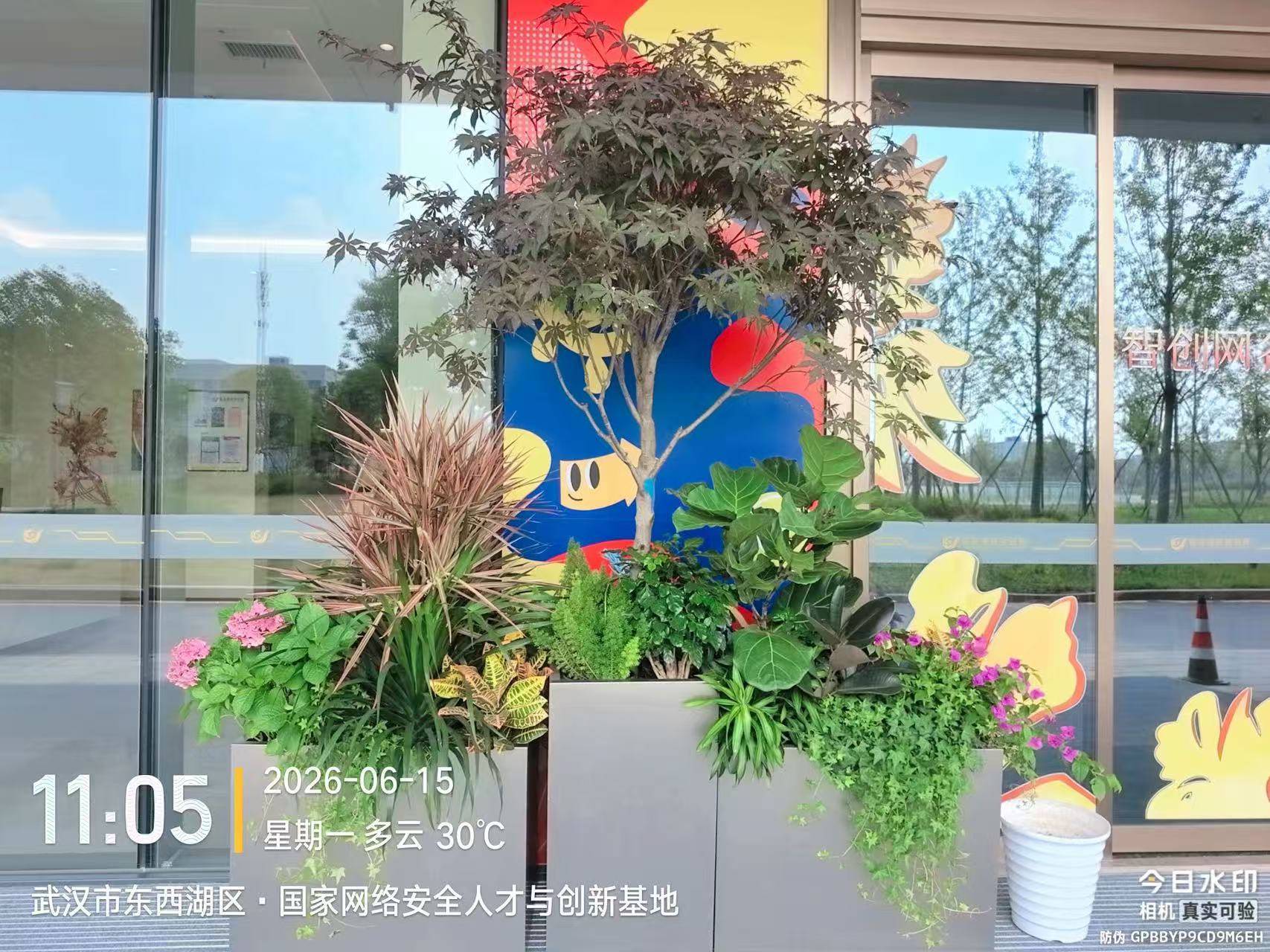 武汉市新叶园林绿化工程有限公司绿化项目现场