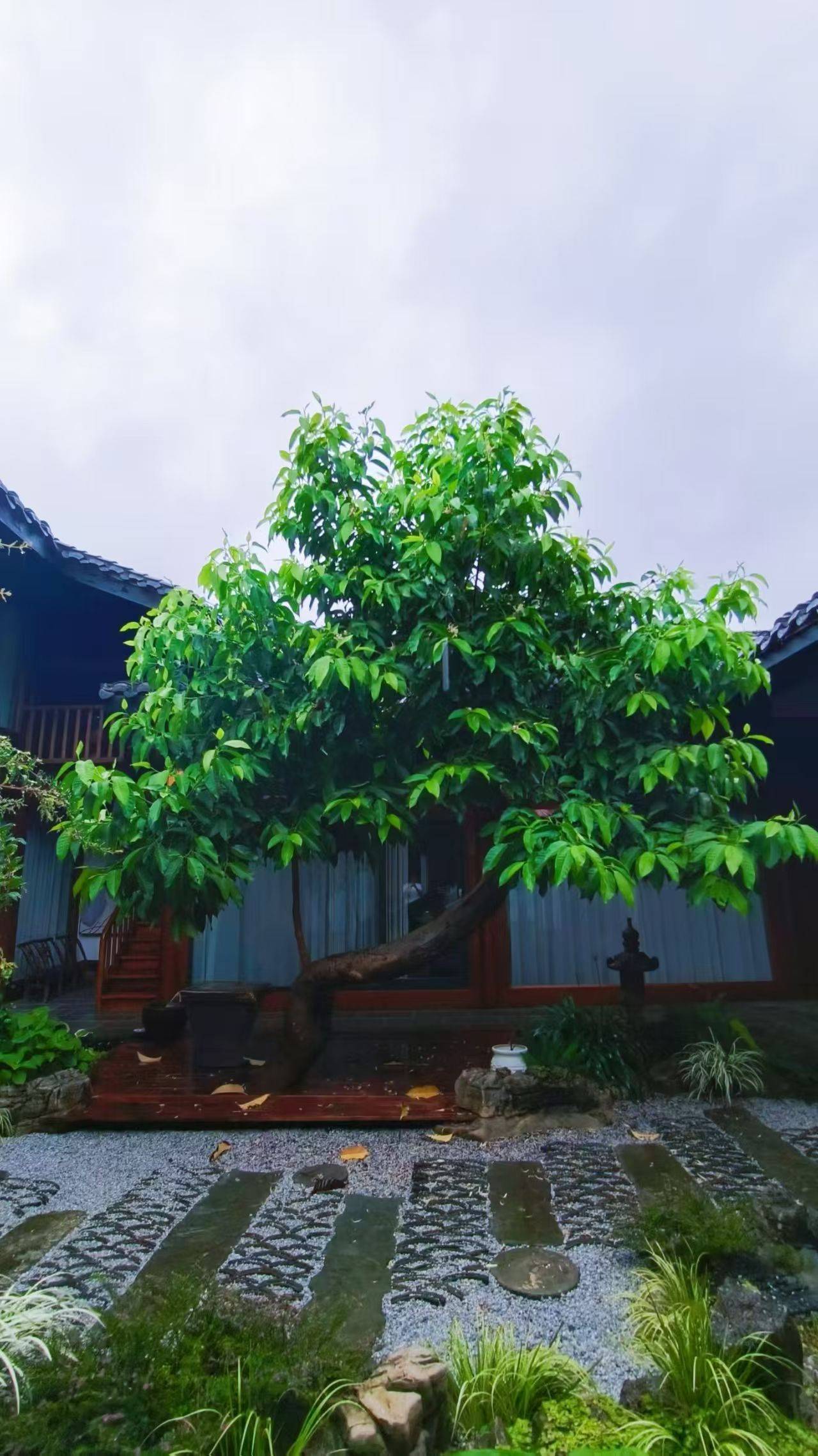 免费素食
