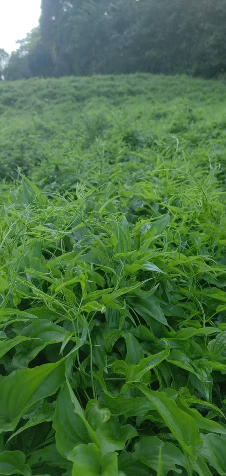 基地定制