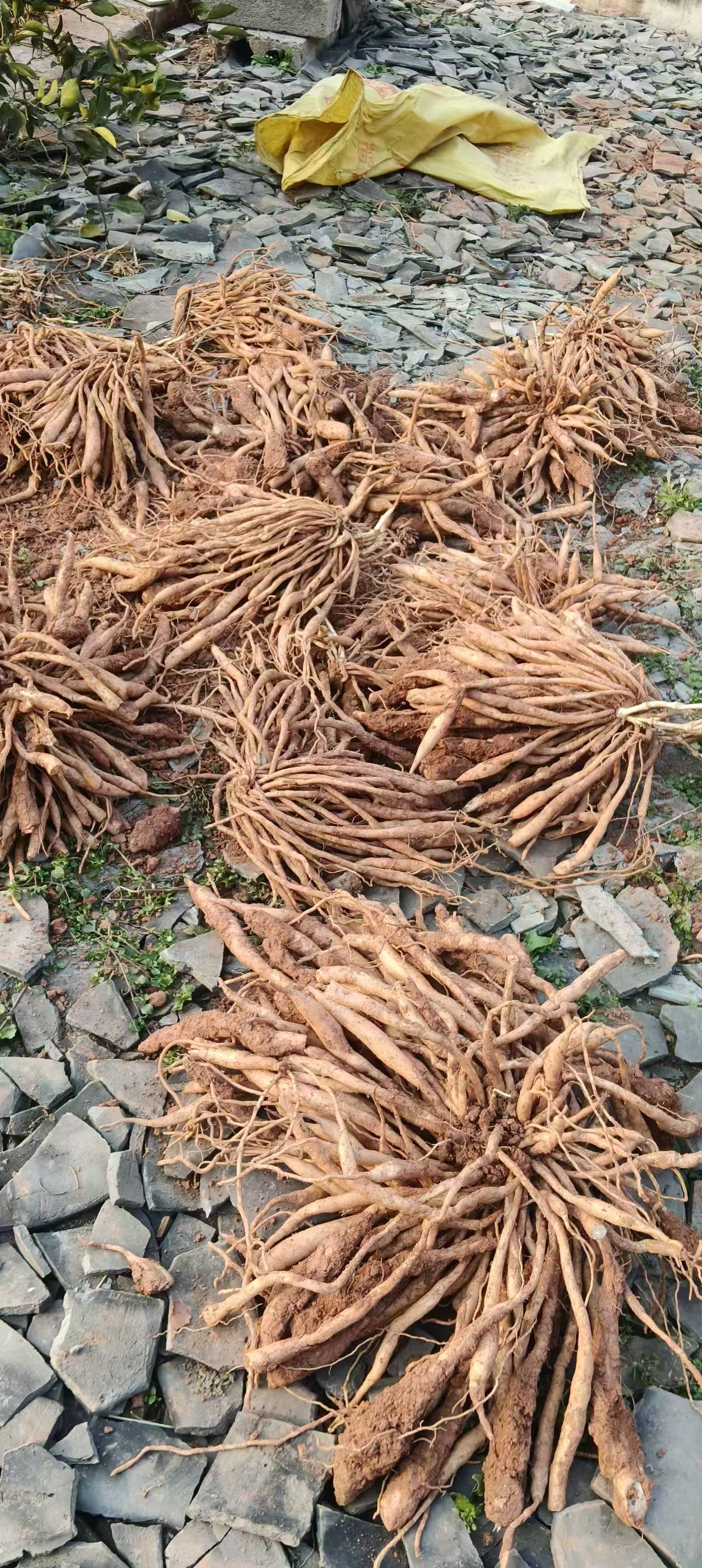 块茎种茎