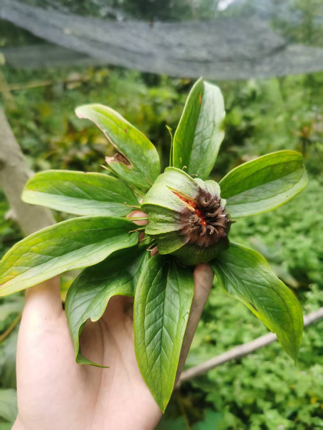 种植大户合作