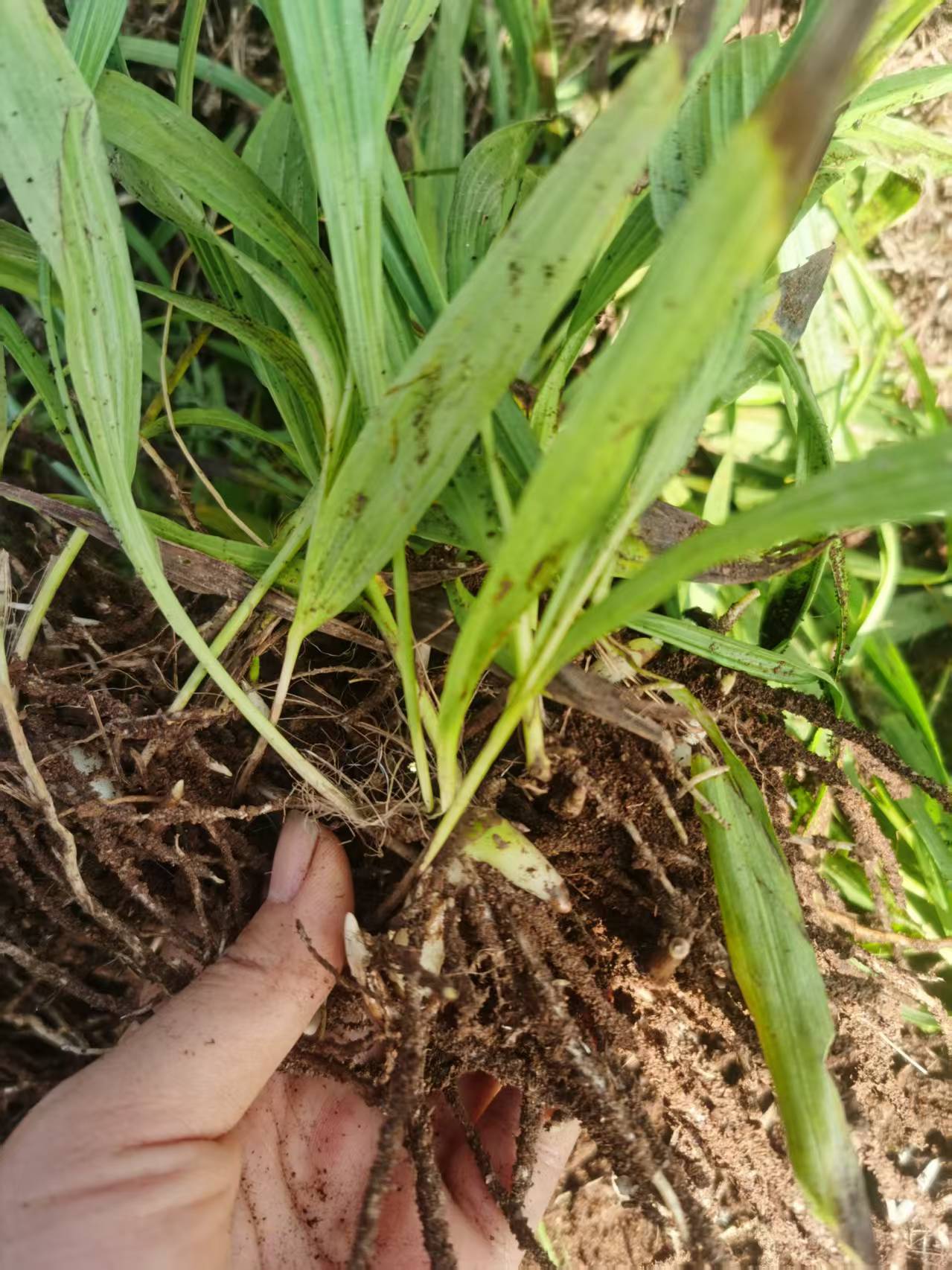 2026年四川地区黄精种苗:中草药种植基地/中药材创业种植项目/中药材种子批发/旱半夏种茎及天麻种植企业怎么选 2026年四川地区黄精种苗:中草药种植基地/中药材创业种植项目/中药材种子批发/旱半夏种茎及天麻种植企业怎么选
