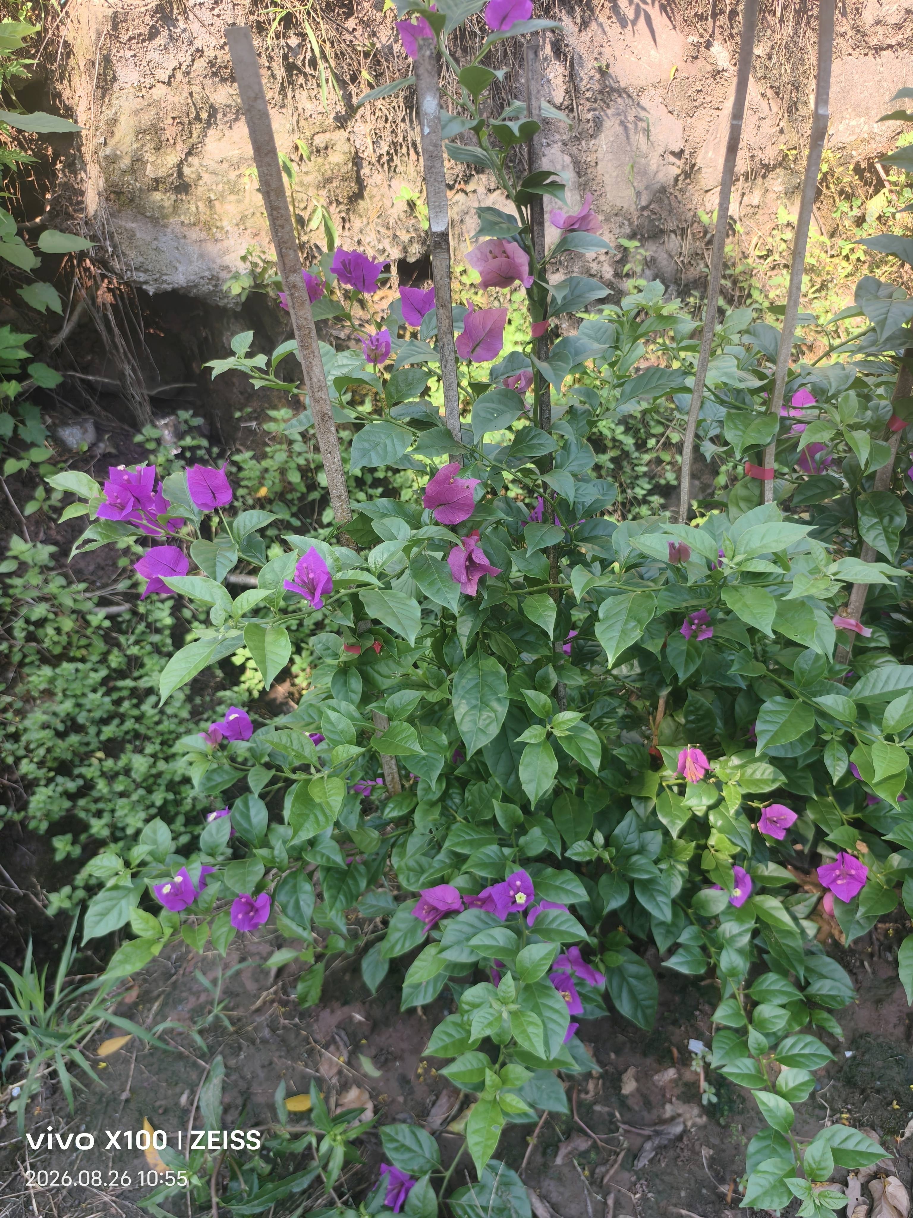 宜宾市翠屏区锦艺种植场三角梅基地实景