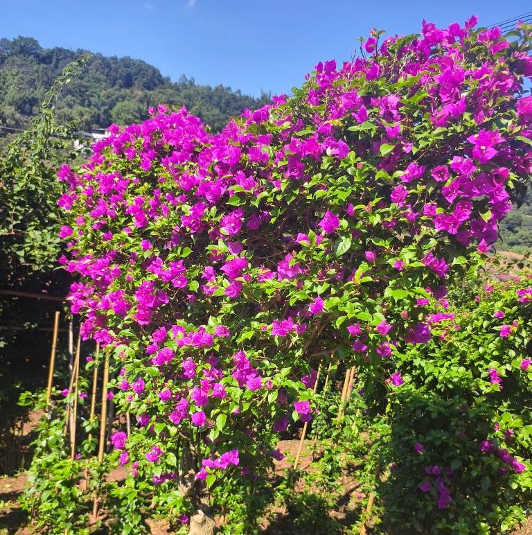 宜宾锦艺三角梅基地实景