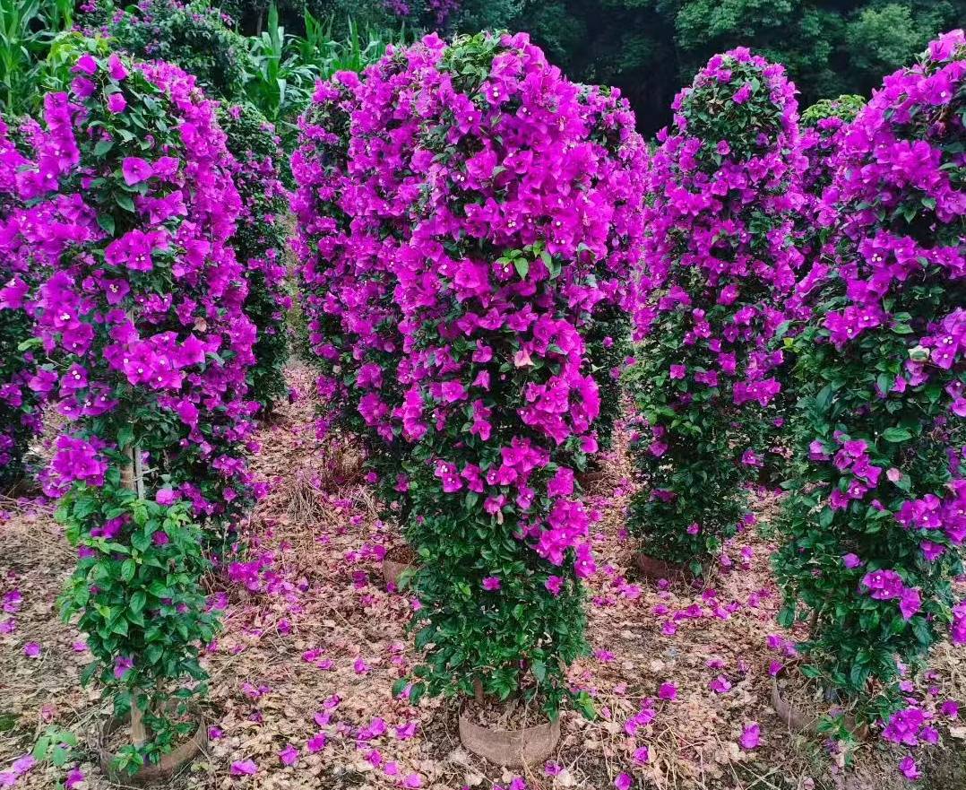 宜宾市翠屏区锦艺种植场三角梅基地实景