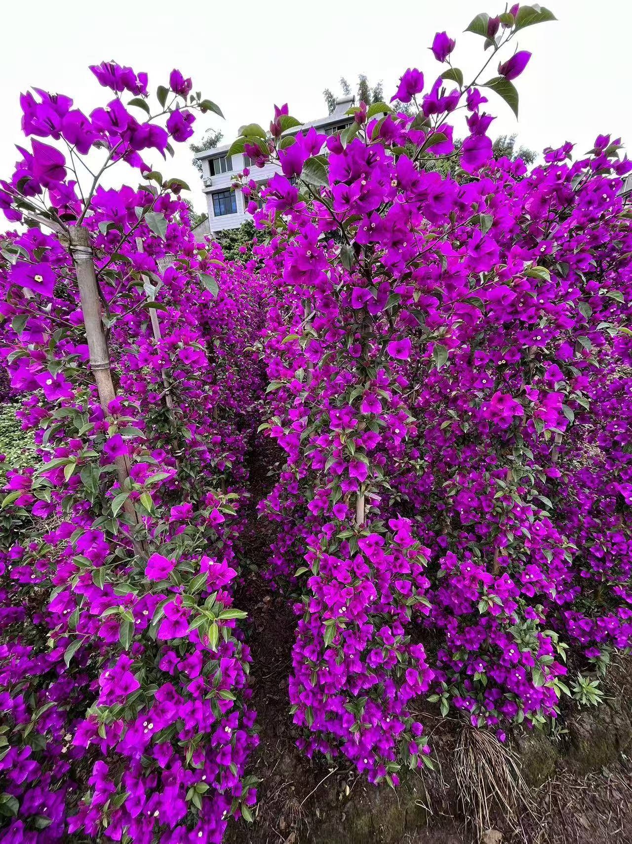 宜宾市翠屏区锦艺种植场三角梅基地实景