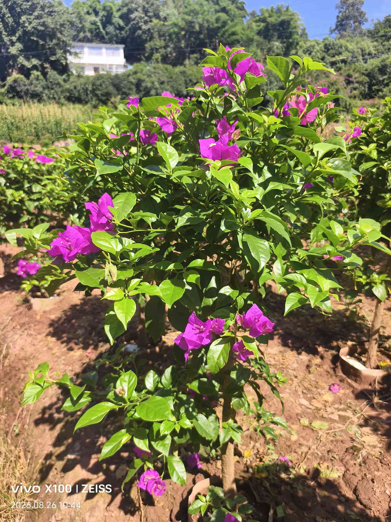 宜宾市翠屏区锦艺种植场三角梅基地实景