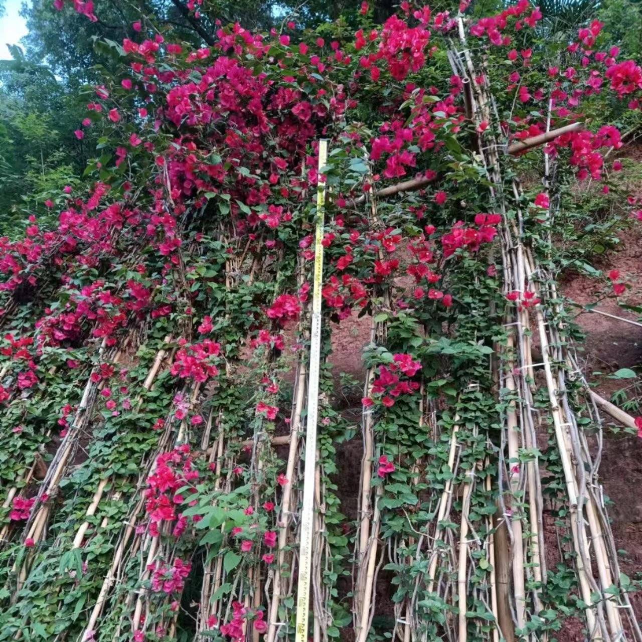 宜宾市翠屏区锦艺种植场三角梅基地实景