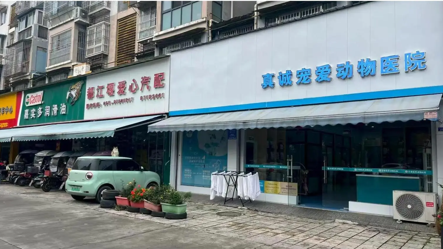细小病毒案例