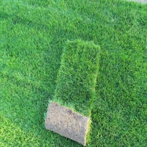 草坪建植施工