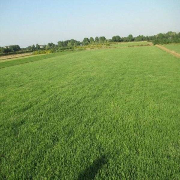 悠时光园草坪种植基地