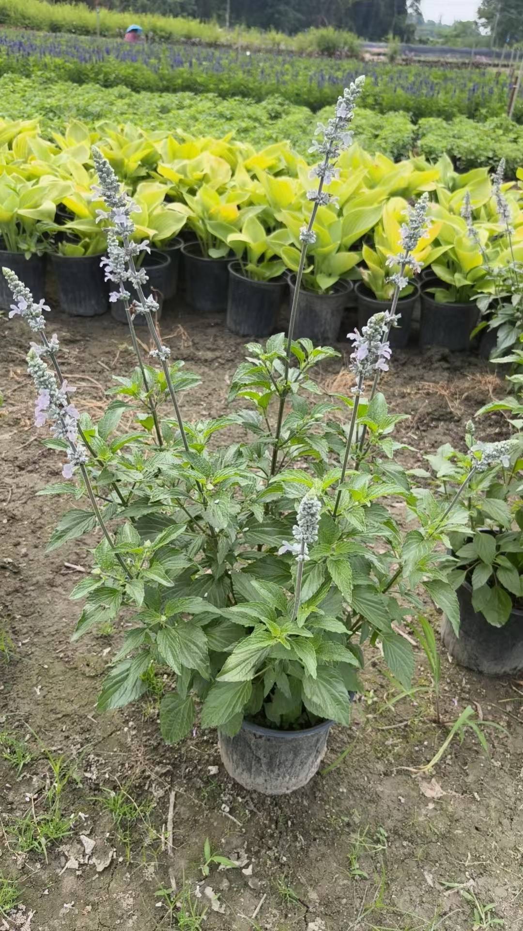 锦江水生植物