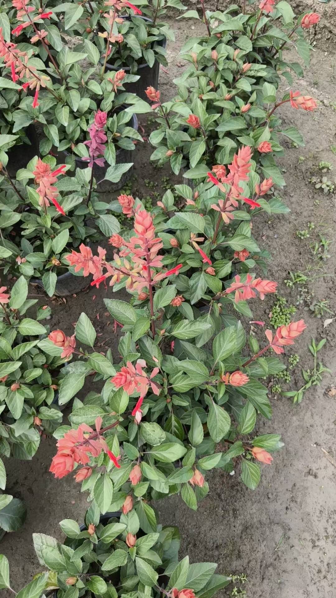 锦江铜钱草
