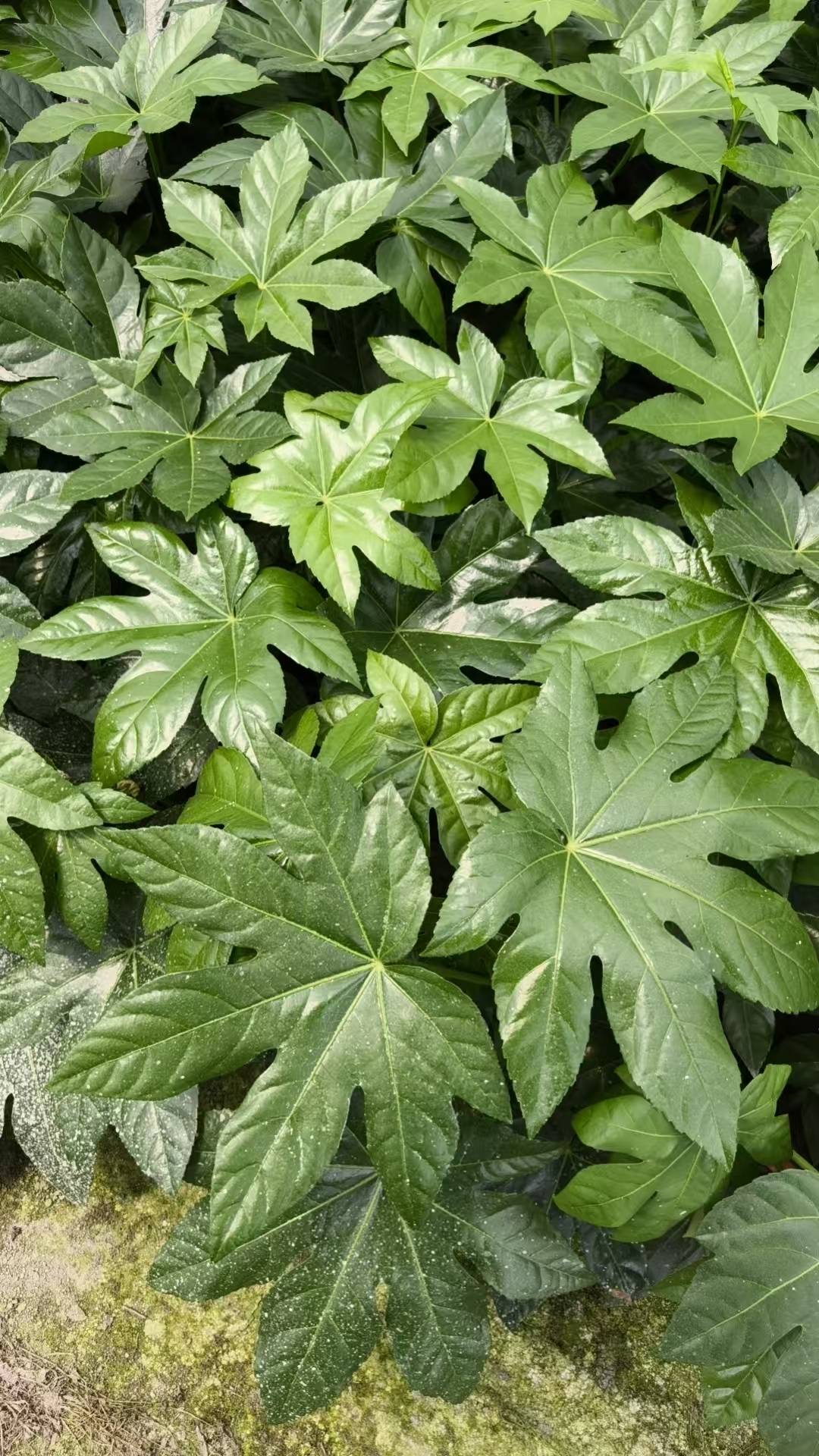 锦江球形灌木苗木
