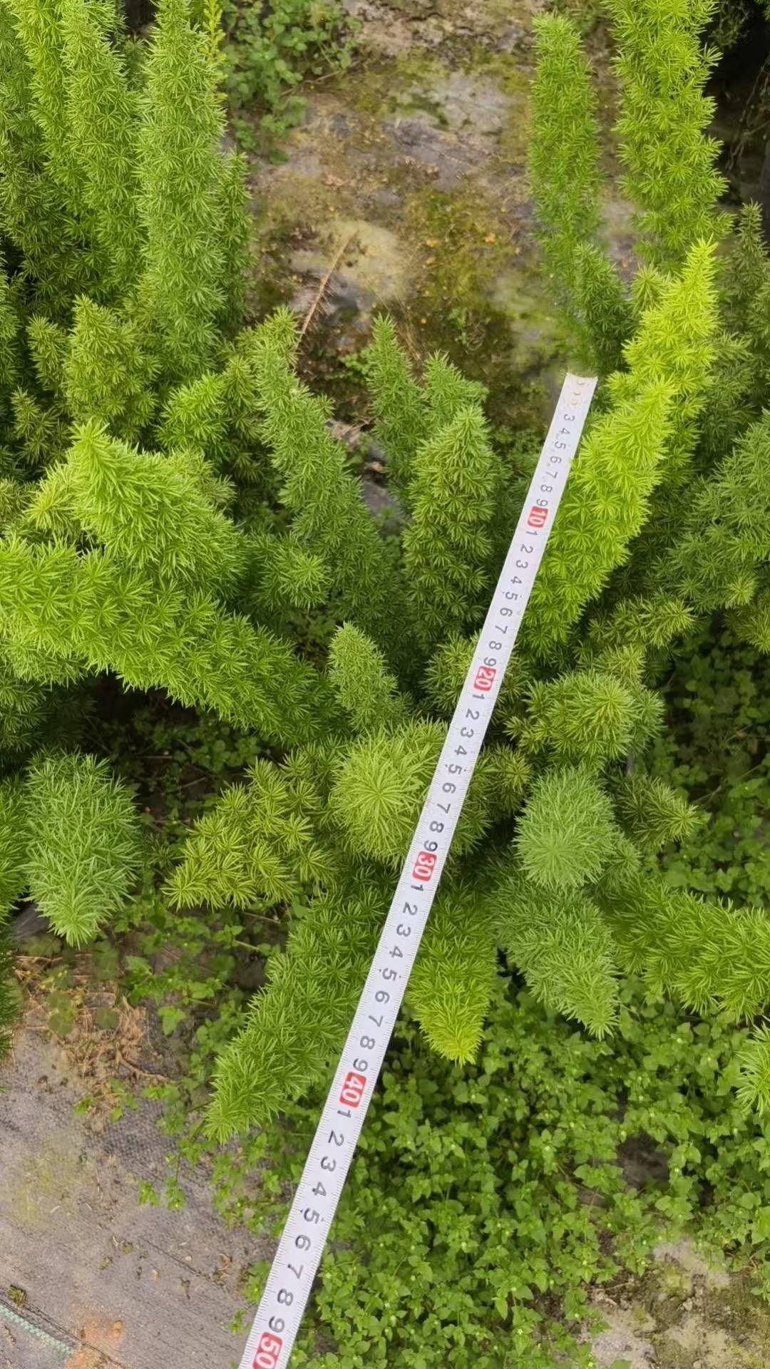 锦江公园景区景观