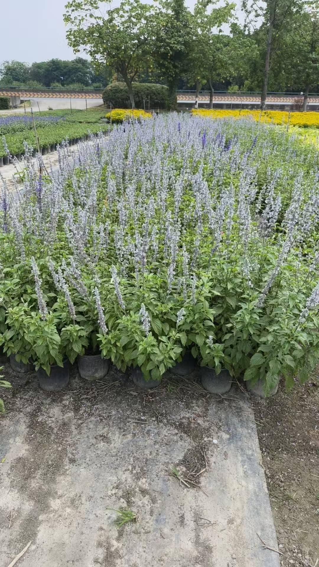 锦江草花杯苗