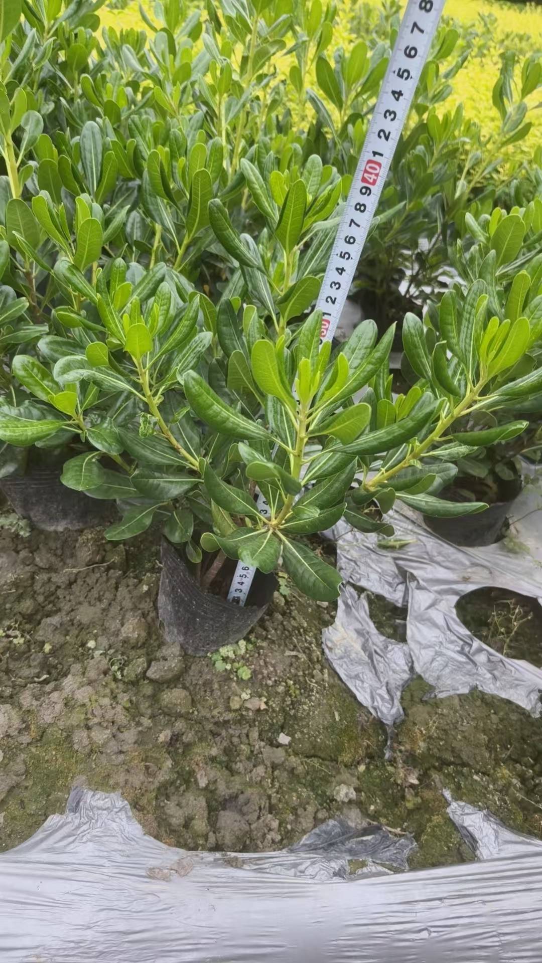 锦江乔木苗木