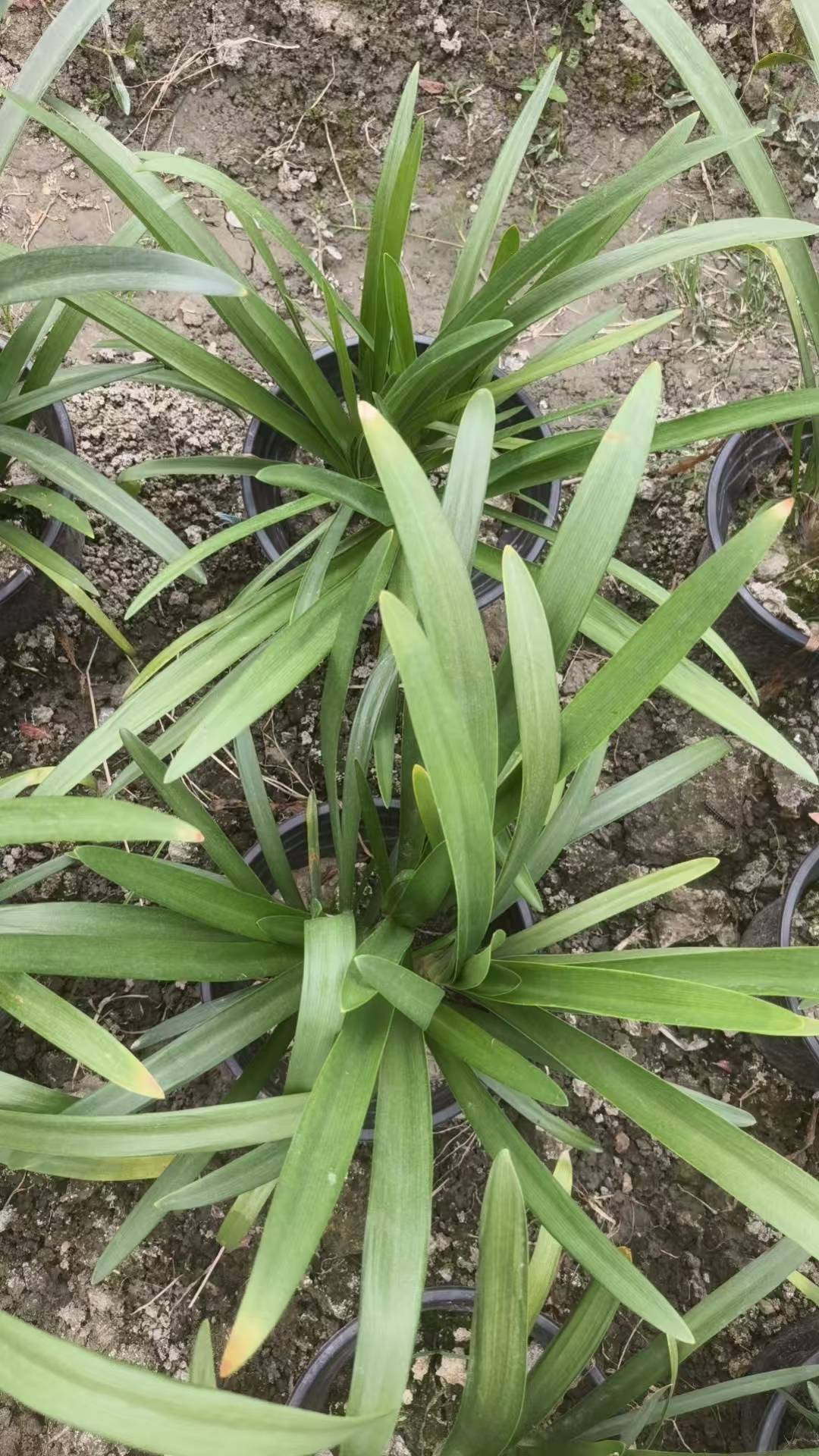 锦江地被杯苗