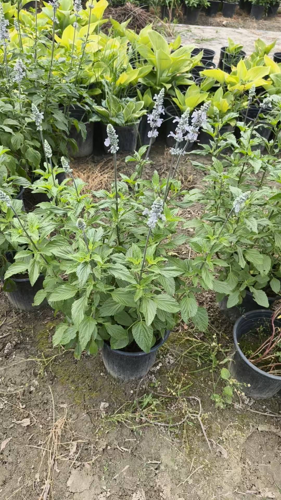 锦江绿篱杯苗