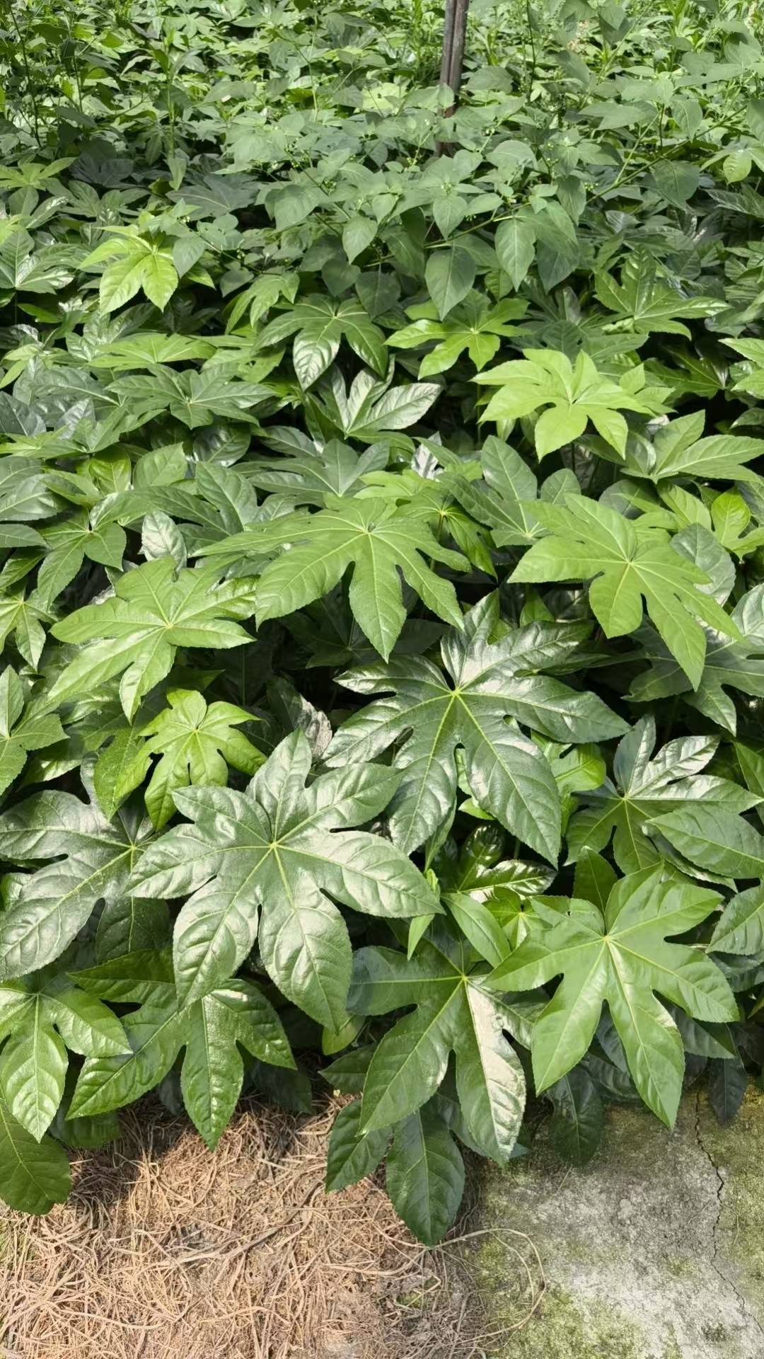 锦江茶花球苗木
