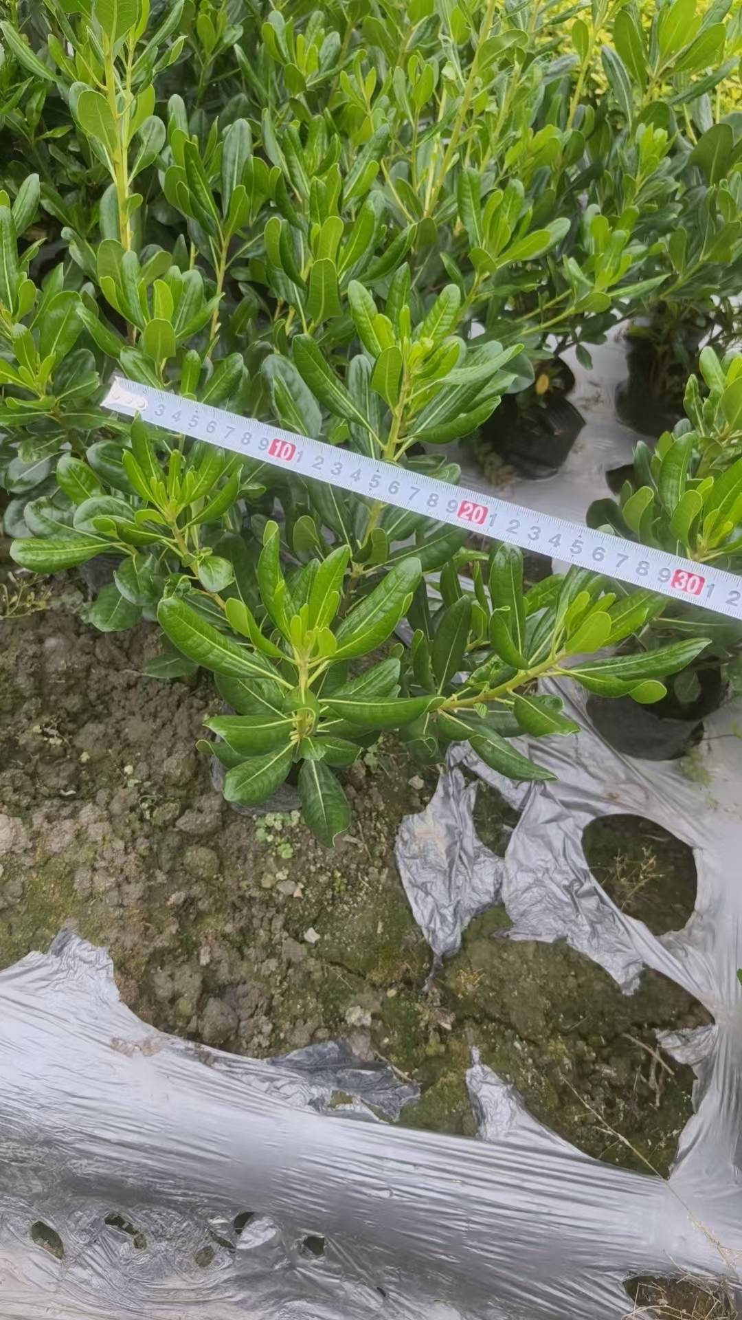 锦江桂花树苗