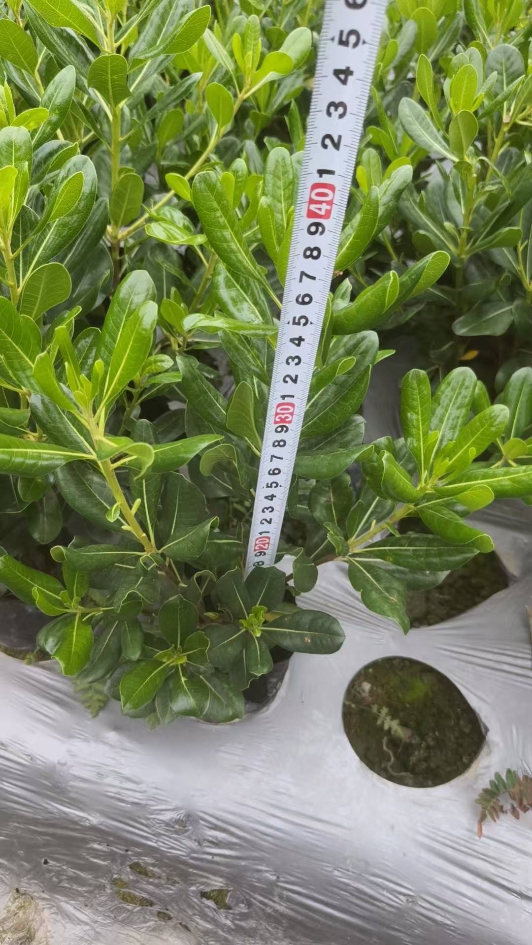 锦江蓝花楹