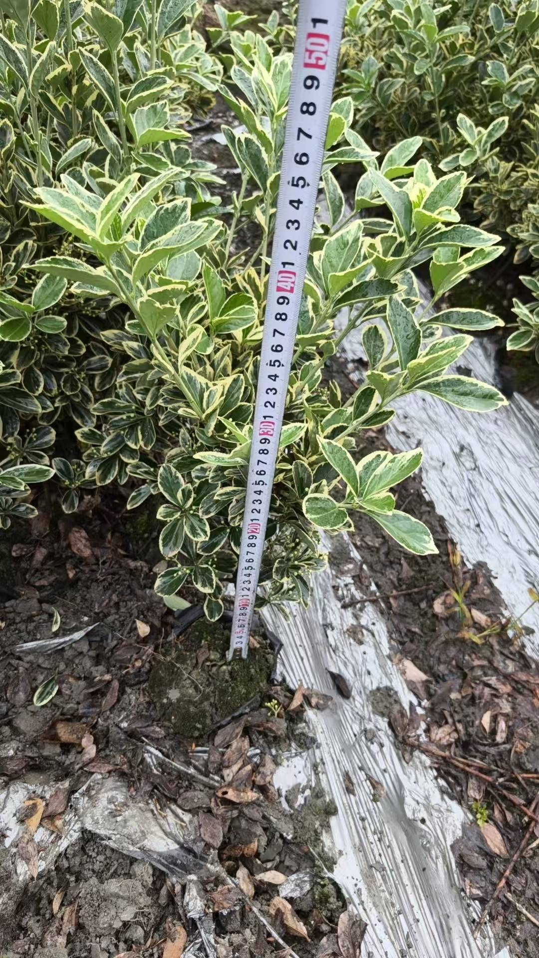 锦江地产小区绿化
