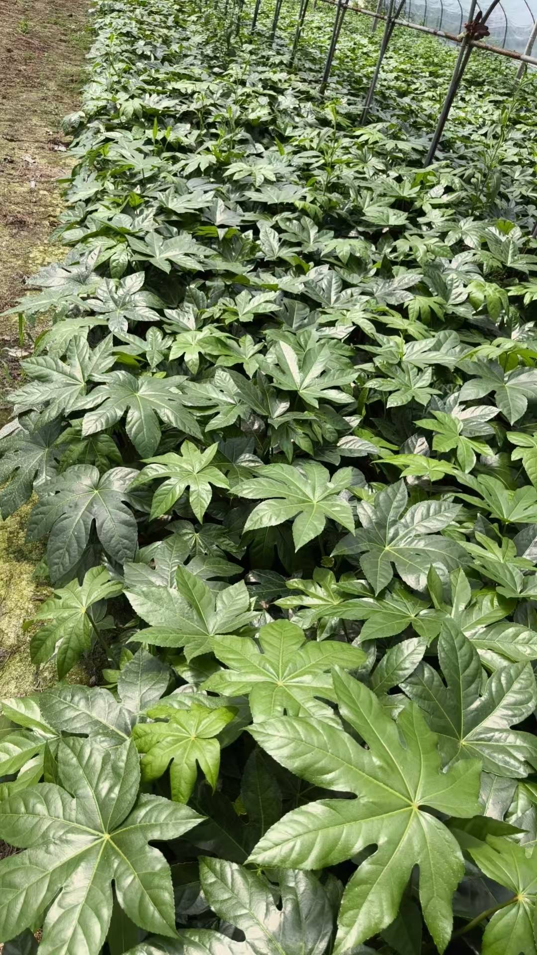 锦江苗木基地实拍