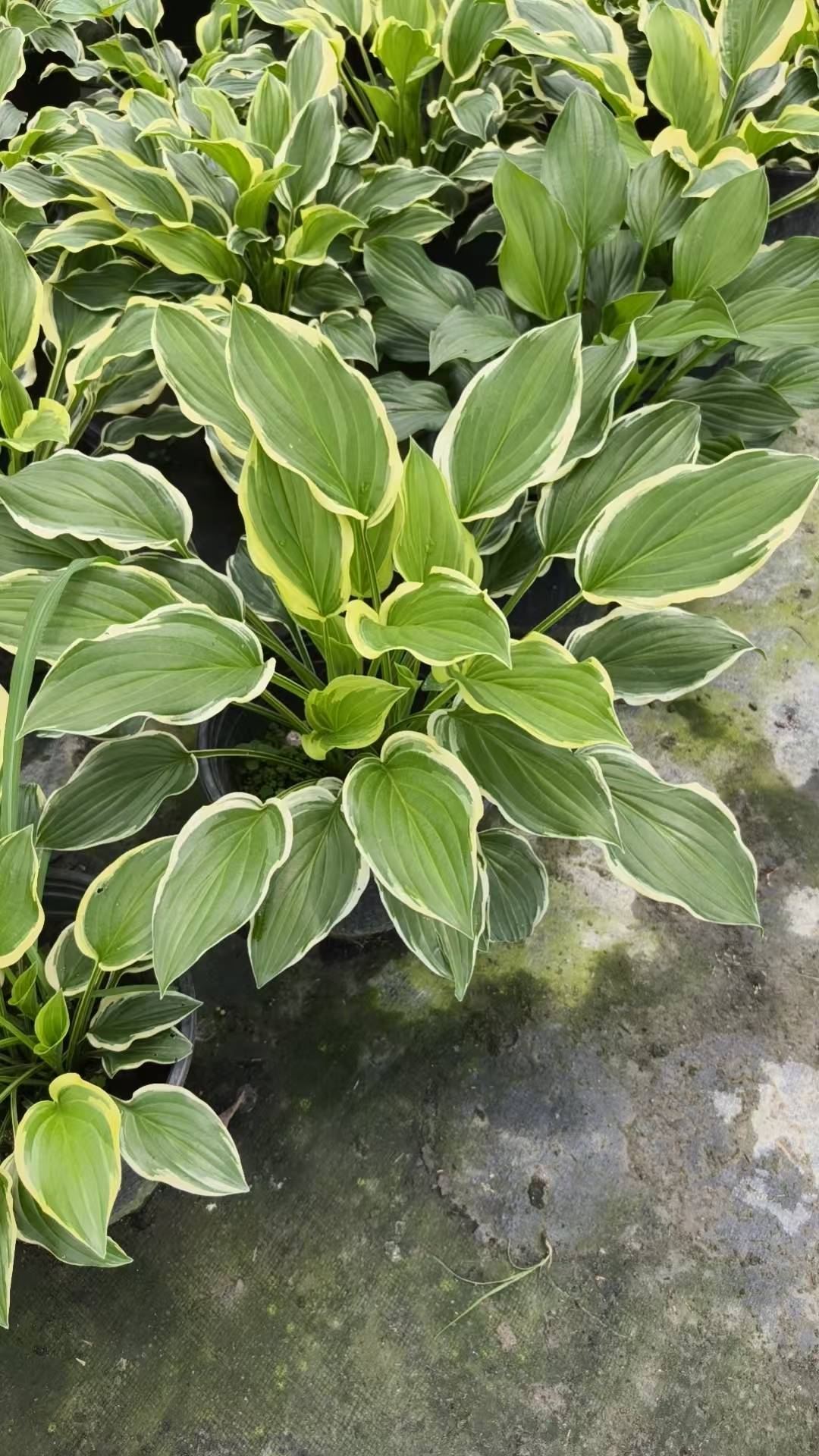 锦江苗圃转售拿货