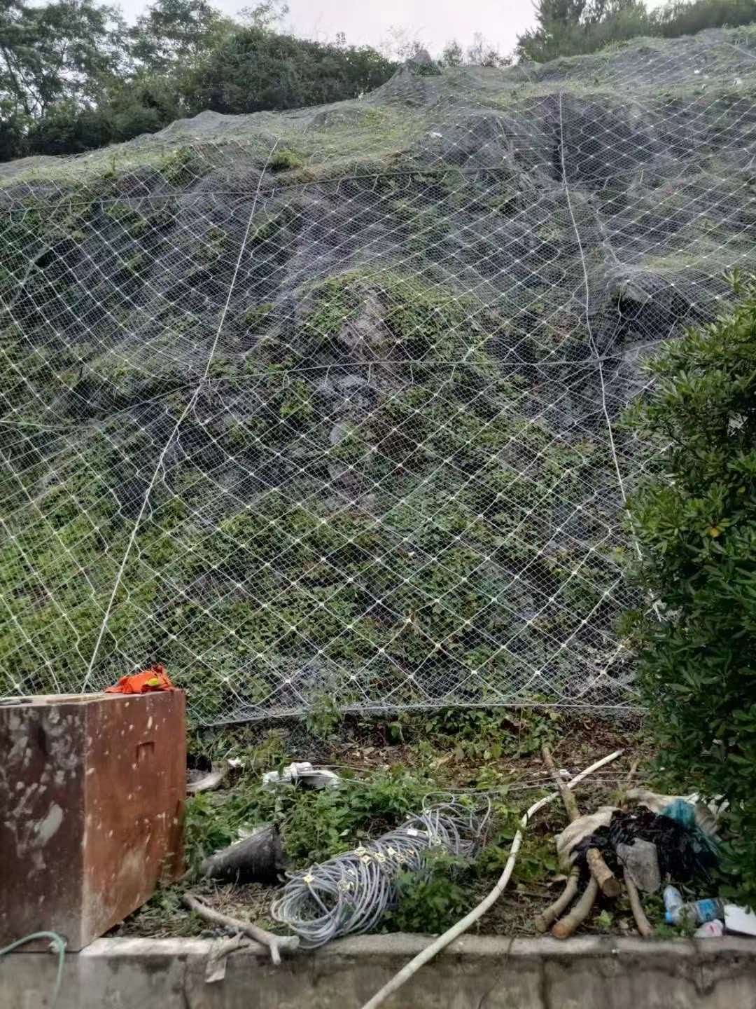边坡护坡草籽