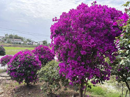洪苹花卉