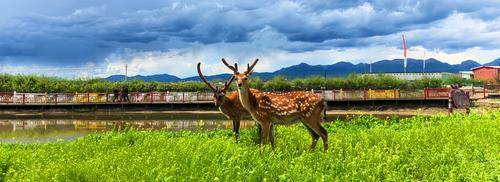 梅花鹿生态园