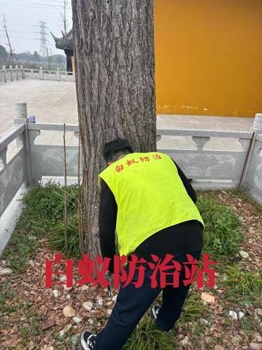 安洁士