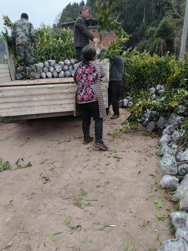 简阳市宜庄现代( 联系电话：18481189978)农业发展有限公司