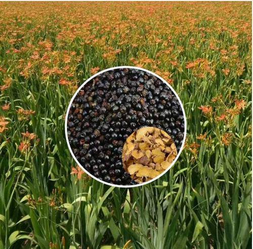 绵阳市游仙区福康中药材种植专业合作社