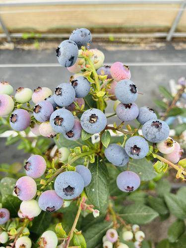 澄江叶抚花清农业发展有限公司