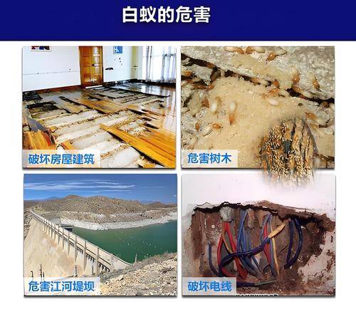 广州市为民白蚁防治中心