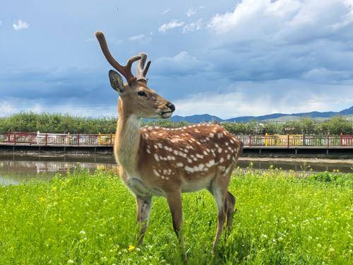 梅花鹿生态园
