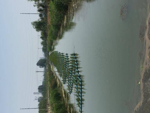 河北莲簇园林绿化工程有限公司