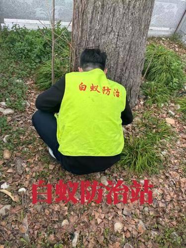 安洁士