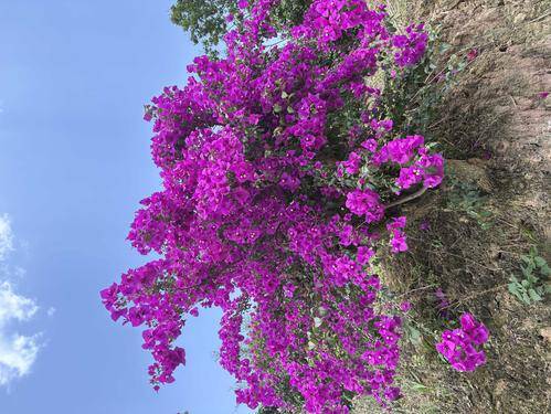 洪苹花卉
