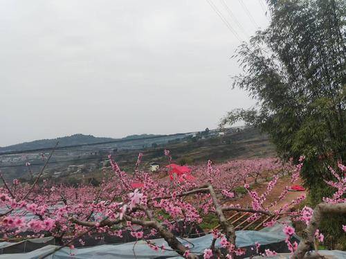 龙泉驿区今生有园( 联系电话：15928992819)农家乐店