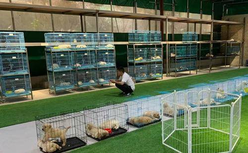 宠伴一生猫舍犬舍基地