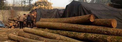 彭州市蜀楠居木材经营部( 官网：http://www.shunanju028.com/ 联系电话：13981939899)