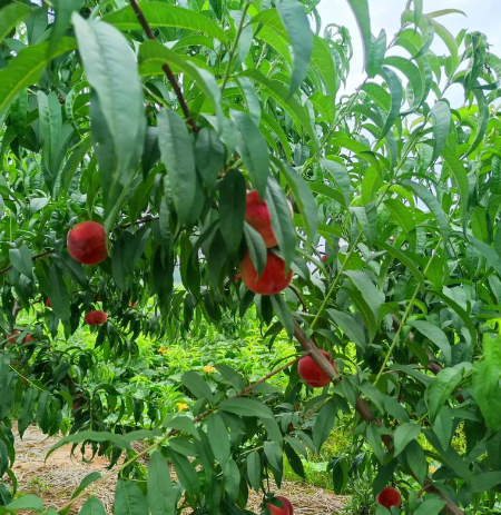 四川谷丰农业技术有限公司